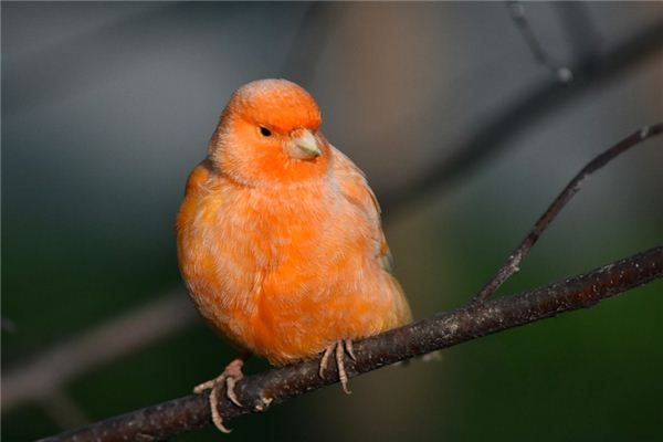 Que signifie rêver d’un canari