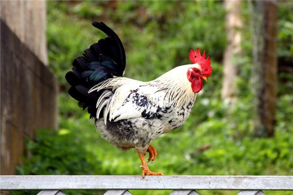 La signification spirituelle de rêver d’un coq