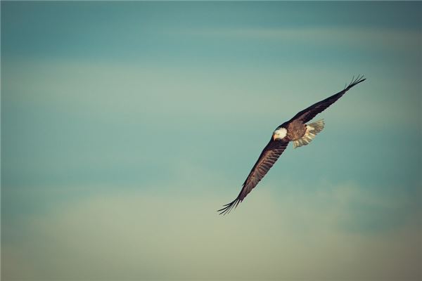 Que signifie rêver d’un aigle