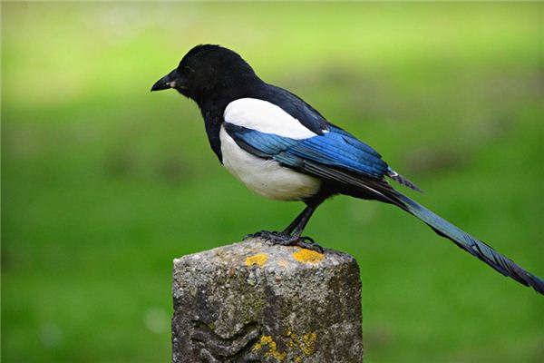 La signification spirituelle de rêver de pies