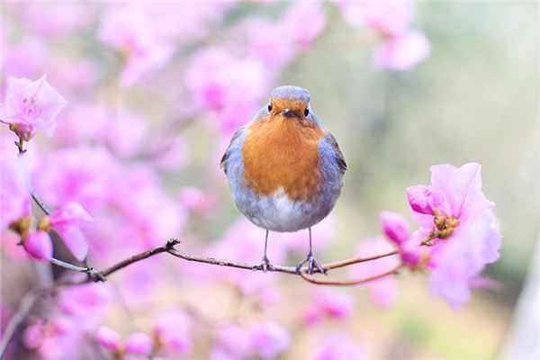 Que signifie rêver d’oiseaux