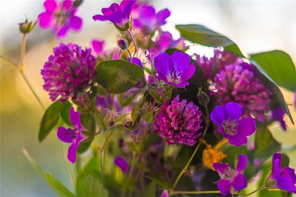 Que signifie rêver de fleurs et d’arbres ?