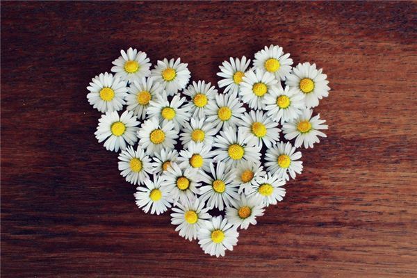 Que signifie rêver de cueillir des chrysanthèmes ?