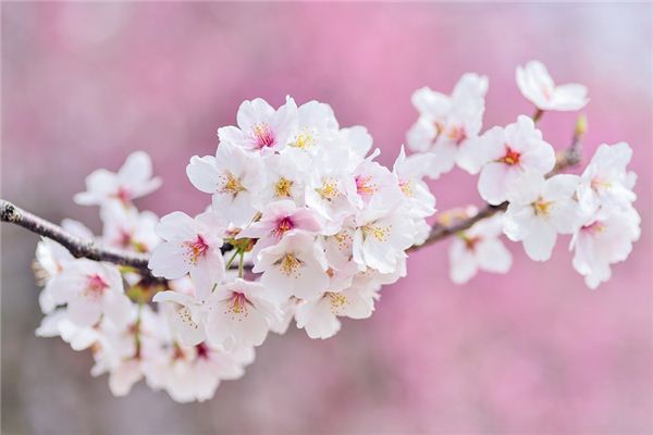 Que signifie rêver de fleurs de cerisier