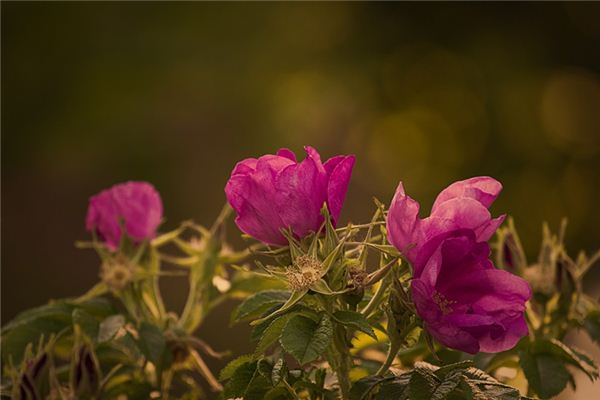 Que signifie rêver de roses sauvages ?