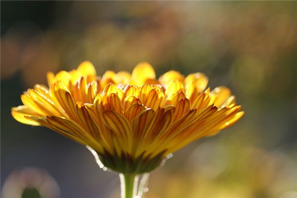 Que signifie rêver de calendula officinalis