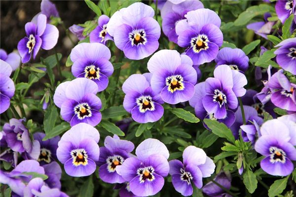 Que signifie rêver de violettes