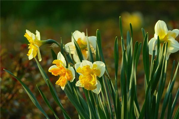 Que signifie rêver de jonquilles