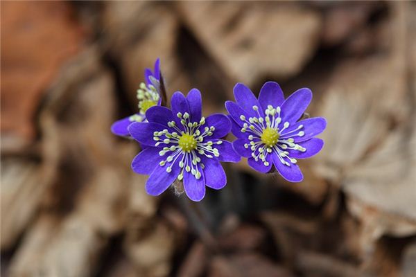 Que signifie rêver de fleurs sauvages