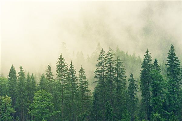 Que signifie rêver d’arbres verts