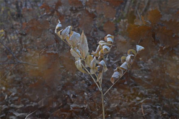 Que signifie rêver de jeunes arbres flétris