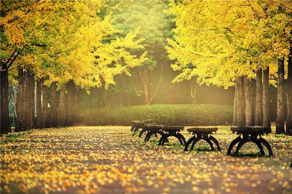 Que signifie rêver de feuilles de ginkgo éparpillées sur le sol