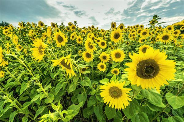 Que signifie rêver de tournesols ?