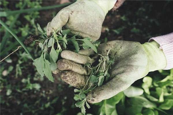 Que signifie rêver de mauvaises herbes qui poussent dans le jardin