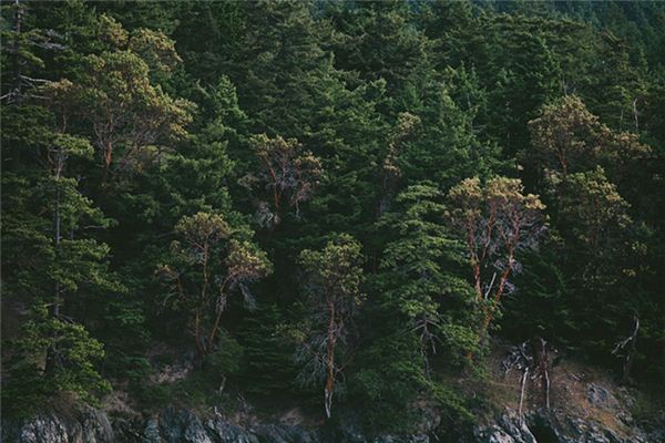 Que signifie rêver d’arbres luxuriants