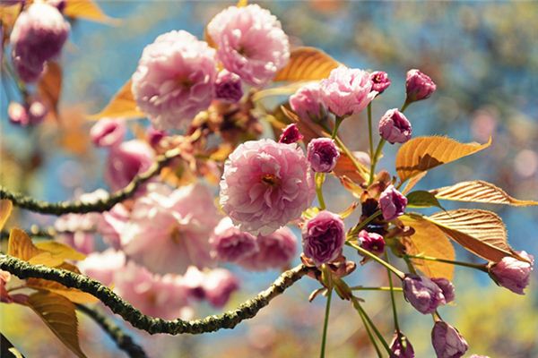 Que signifie rêver d’arbres en fleurs