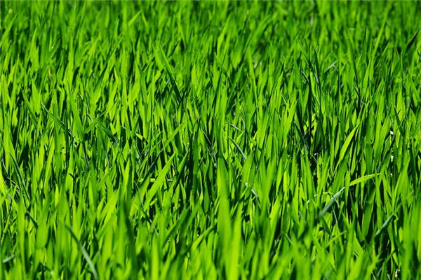 Que signifie rêver de couper l’herbe
