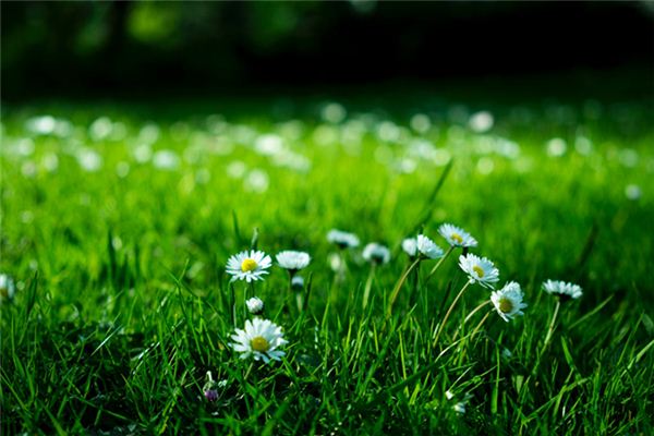 Que signifie rêver de mauvaises herbes luxuriantes