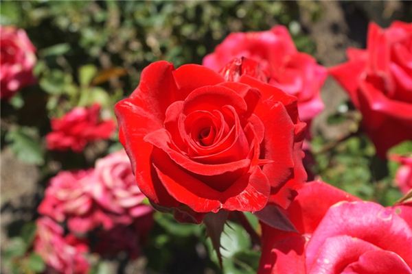 Que signifie rêver de fleurs rouges ?