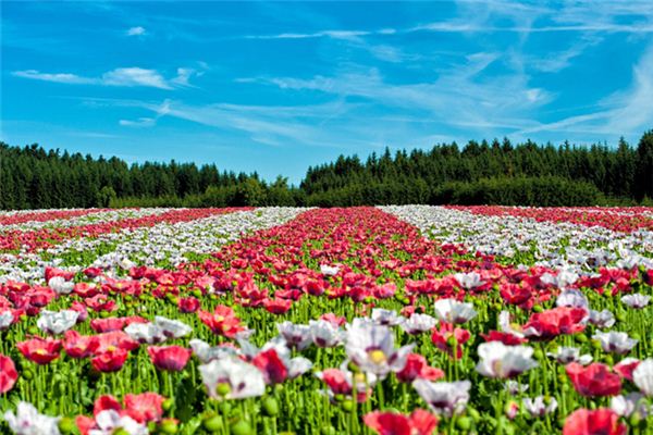 Que signifie rêver de la mer de fleurs