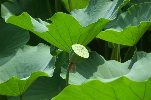 Que signifie rêver de graines de lotus