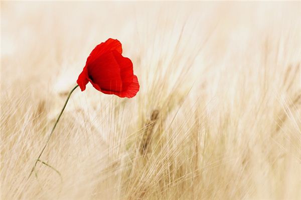 Que signifie rêver de coquelicots