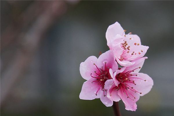 Que signifie rêver de fleurs de pêchers ?