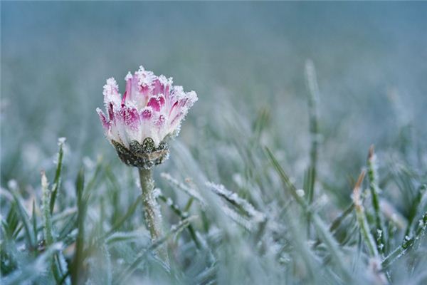 Que signifie rêver de fleurs dans la neige