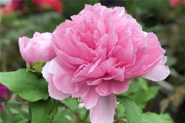 Que signifie rêver de pivoines en fleurs ?