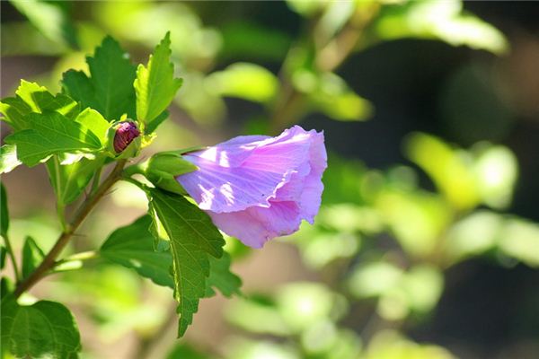 Que signifie rêver d’hibiscus