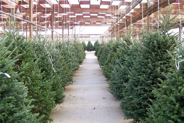 Que signifie rêver d’arbres à feuillage persistant ?