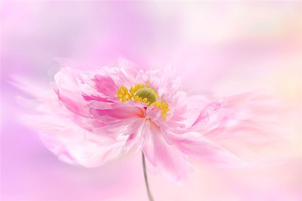 Que signifie rêver de pivoine