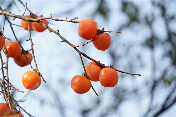 Que signifie rêver d’un kaking arbre