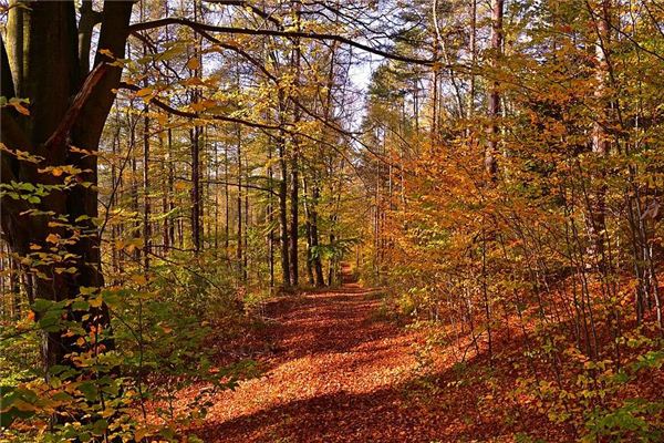 Que signifie rêver des arbres et des bois?