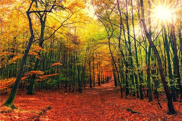 Que signifie rêver d’un arbre sur le sol