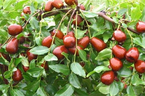 Que signifie rêver des arbres jujube