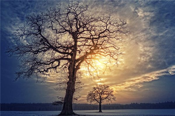 Que signifie rêver d’une branche