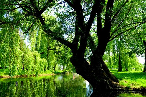 Que signifie rêver de Willow