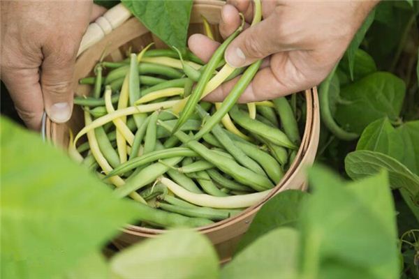 Que signifie rêver de voler des haricots cueillis