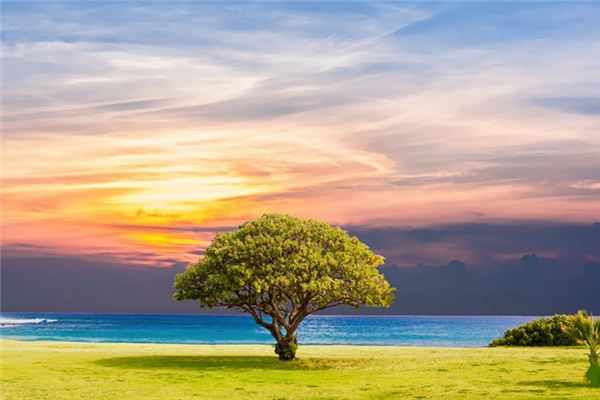 Que signifie rêver d’un arbre