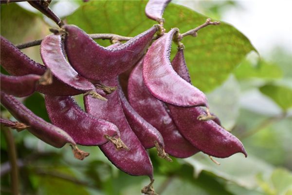 Que signifie rêver des lentilles
