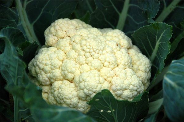 Que signifie rêver de chou-fleur?