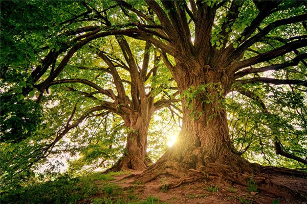Que signifie rêver d’un grand arbre