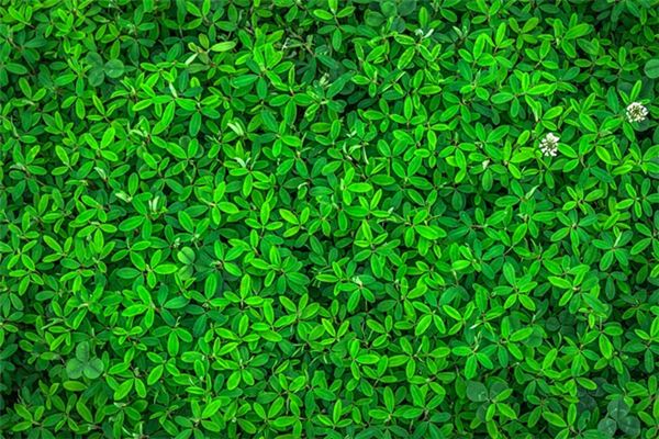 Que signifie rêver des feuilles vertes