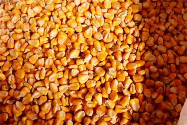 Que signifie rêver de beaucoup de grains de maïs