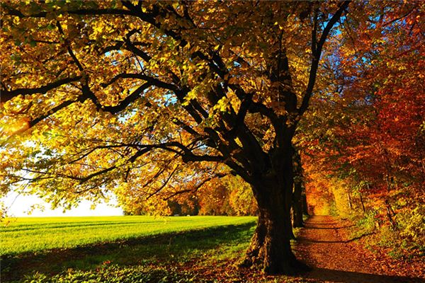 Que signifie rêver de toutes sortes d’arbres