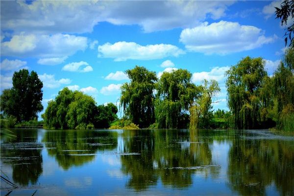 Rêver de la signification de Willow