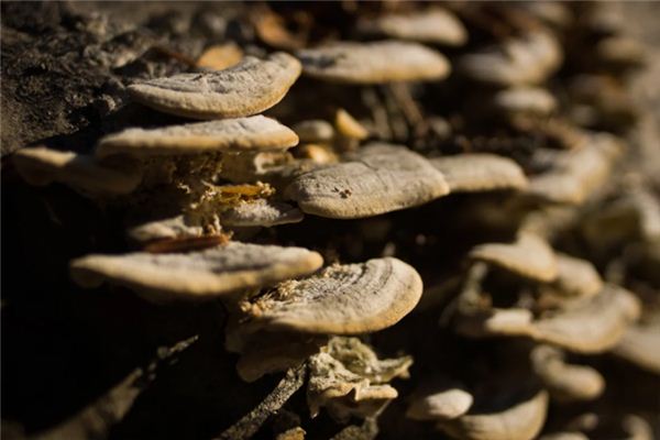 Que signifie rêver de champignon