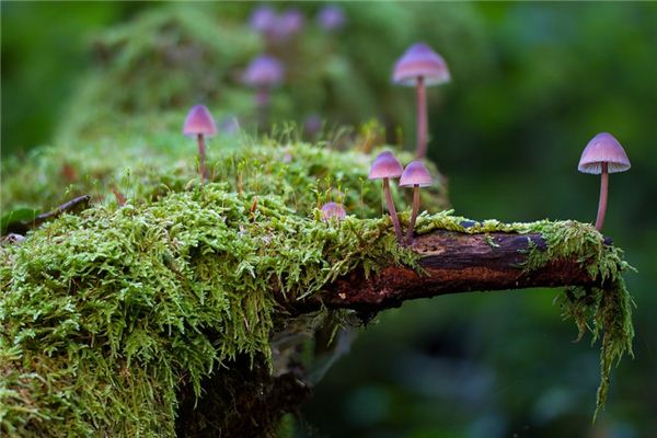 Que voulez-vous dire par rêver des champignons