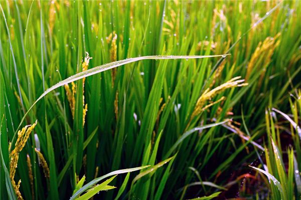 Que signifie rêver des grains de la vallée